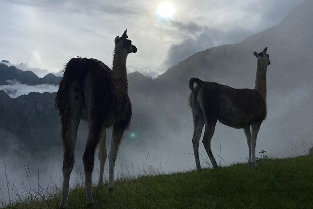 Tour Lima-Paracas-Nasca-Cusco-Machu Picchu-8d /7n